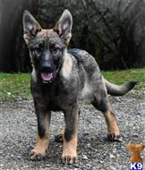 german shepherd puppy posted by Yosemite _Shepherds
